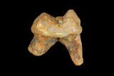 Eocene Primate (Necrolemur) Rooted Tooth Fossil - France #179994-1